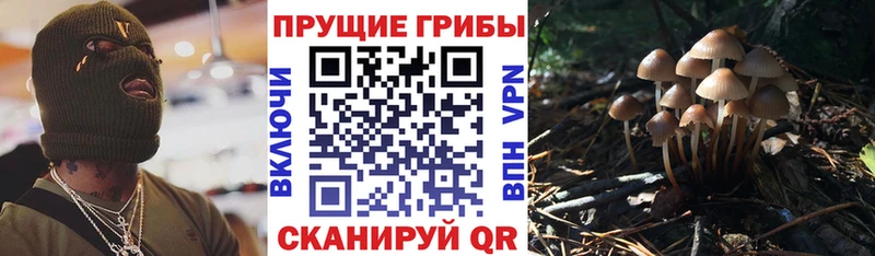 omg   нарко площадка официальный сайт  Галлюциногенные грибы Psilocybe  Фрязино 